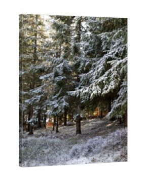 winter landscape with frozen trees with hoarfrost