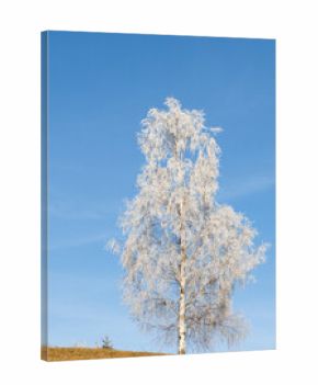 winter landscape with frozen trees with hoarfrost