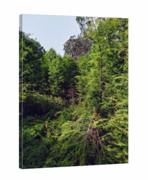 Forest trees greenery foliage nature woodland hillside leaves in a lush slope scene with dense canopy, sunlight and moss-covered branches creating a serene outdoor landscape.