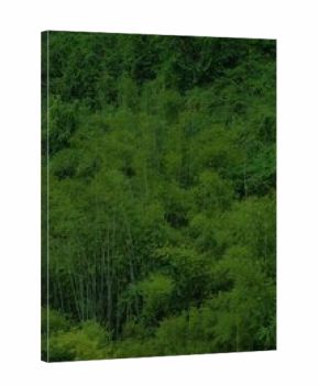 Dark bamboo forest background in Danxia Mountains (Danxiashan) in Shaoguan, Guangdong Province, China.