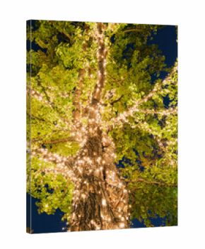 秋・冬　紅葉の色づいた銀杏の葉に施されたイルミネーションの電飾の光　クリスマス・ホリデー・イベント・美しいデコレーションの背景