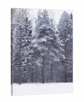 Winter forest. Landscape of the park in winter. Snow-covered trees at the edge.