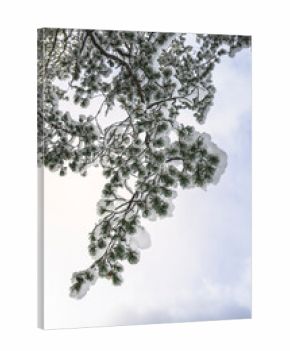 Winter magic in the Julian Alps. Lake Predile and the forests at its foot.