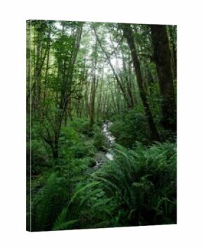 Small stream running through ferns and dense forest in Tillamook State Forest mountains in Oregon