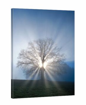 Baum ohne Blätter im Winter mit Sonnenstrahlen im Nebel