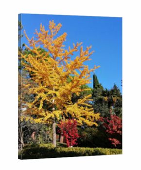 Ginkgo biloba tree in autumn with yellow leaves in a park against a blue sky