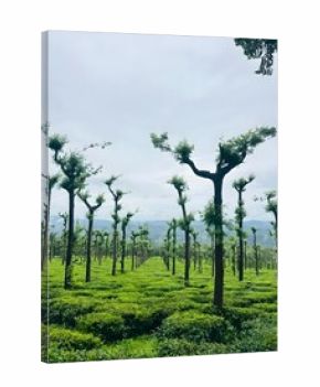 Lush Green Tea Plantation with Tall Pruned Trees in Misty Hills