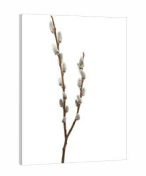 Pussy willow branches isolated on white background. Soft fluffy catkins on brown twigs. Spring nature element, ideal for Easter, greeting cards and floral design.