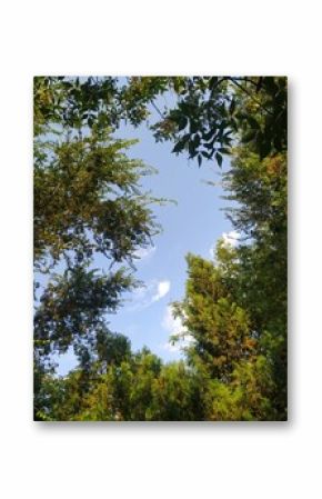 Trees and sky