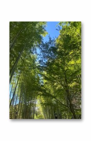 Bamboo garden from Shizuoka Japan