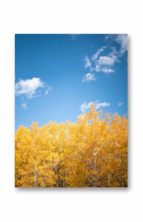 Autumn colour with blue sky