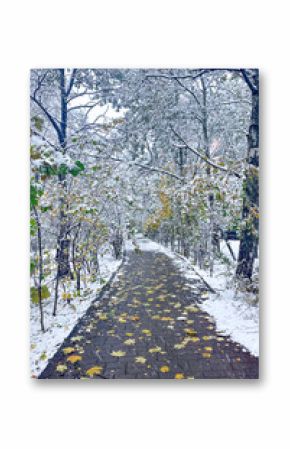 Wonderful autumnal winter view of the city boulevard or alley covered with the first snow, a number of benches on each side and maple trees with yellow leaves, selective focus. it's snowing footage