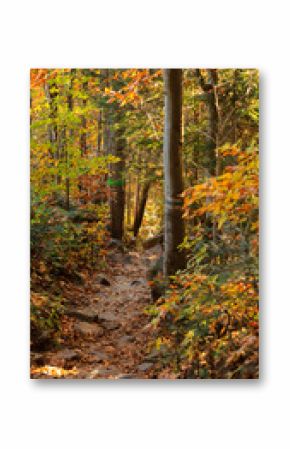 The trail to the Pilsko mountain from the Glinne pass. The season of autumn, called the "golden autumn". A beautiful sunny day in October.