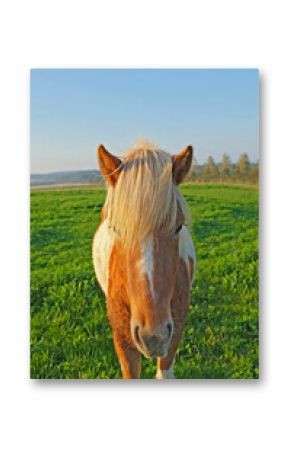 Horse, face and field at farm, outdoor and nature with mane, health and growth in countryside, Equine animal, portrait and pet on grass with summer, wellness and sunshine at rural ranch in USA