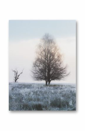 A lone, frost-covered tree stands in a misty meadow at dawn, creating a serene winter landscape in Loch Lomond & the Trossachs National Park, Scotland.