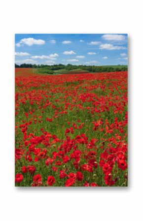 poppy field