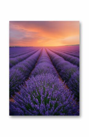 Lavender field at sunset with rows of purple flowers.