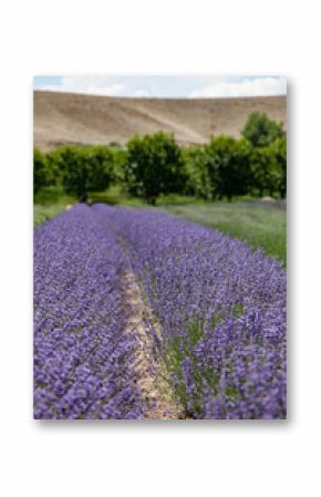 Lavender Farm Near Palisade, Colorado - Beautiful Blooming Purple Lavender Fields in Scenic Western Colorado Countryside