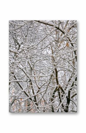 Branches in the snow texture photo