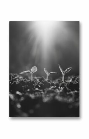 A few seedlings are sprouting from the dark soil. The image captures the early stages of growth for plants, with small shoots emerging from the earth.