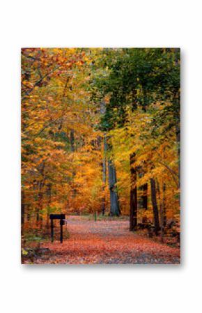 Maybury state park with colorful Maple trees in Novi, Michigan during autumn time.