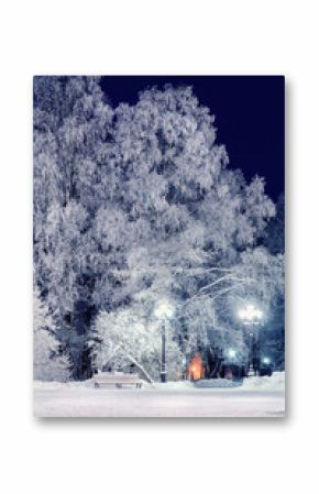 Winter night landscape - bench under spreading frosty winter trees in winter night park, winter night wonderland landscape