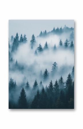 beautiful pine forest in the fog with copy space for text