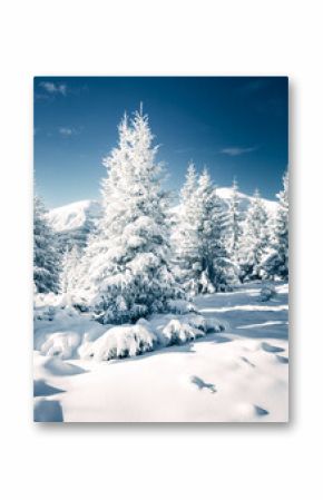 Fantastic snow-covered conifers covered with hoarfrost on a frosty day.