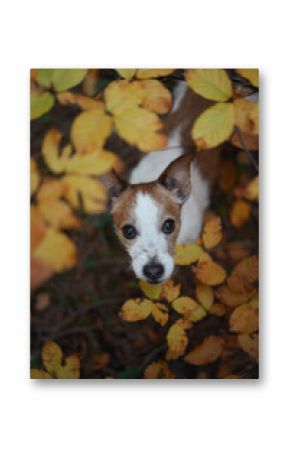 A Jack Russell Terrier peers curiously through vibrant golden leaves in an autumn forest. The setting captures the essence of seasonal beauty and the dog inquisitive personality.