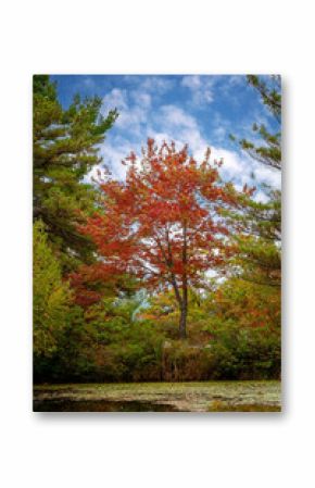 Bright Red Leaf Tree, on Edge of Pond, In Upstate New York