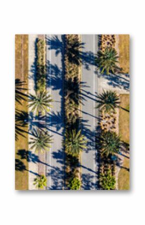 Vertical drone photos, aerial image, of a street lined with tall palm trees on both sides of street and center median