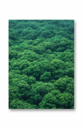 Lush green forest canopy viewed from above on a calm day