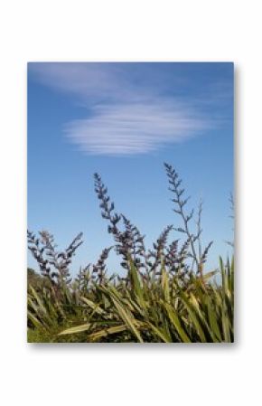 New Zealand flax plants with seed heads against a partly cloudy sky. Nature's beauty. OPOUTERE, COROMANDEL PENINSULA, NEW ZEALAND