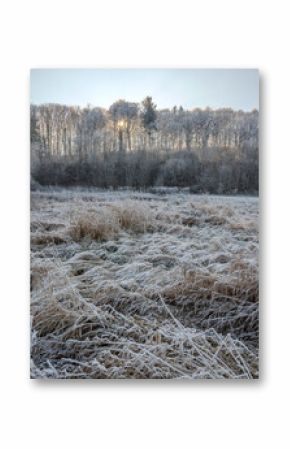 Frost-Kissed Grasses In A Serene Winter Landscape: A Delicate Dance Of Ice And Nature In Soft Morning Light