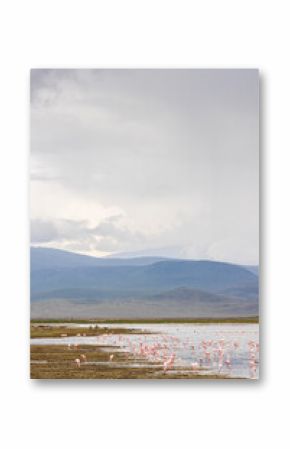 Scenic view of Lesser Flamingo (Phoeniconaias minor) in Lake Magadi during rainy season in Ngorongoro Conservation Area in Tanzania, East Africa