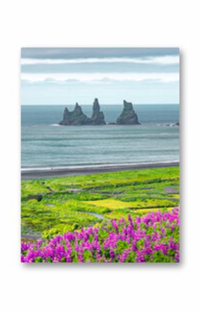 Cover page with basalt stacks Reynisdrangar, black sand beach and pink lupine flowers at Vik town, Iceland, at summer sunny day and blue sky.