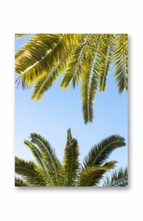 Palm trees symbolize tropical climate, exotic nature seaside vacation. Feeling of warmth and relaxation. Palm tree in tourism projects, resort advertising campaigns or articles about tropical plants.