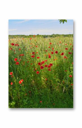 Poppies, field park and natural peace in countryside, sustainable environment and flowers. Plants, meadow and eco friendly flora on vacation in Denmark, travel and bush for botanical papaveraceae