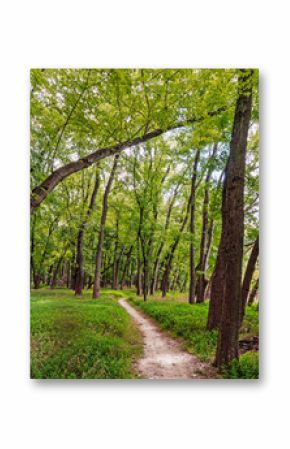 Hiking path through the woods at Creve Coeur Park in Creve Coeur, Missouri in springtime 