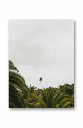 Palm Trees Against Cloudy Sky