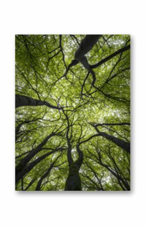 Looking Up at Lush Green Tree Canopy in Summer