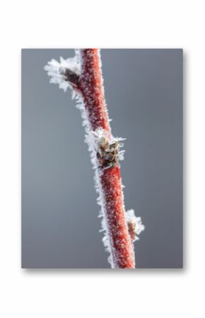 A branch covered in frost and snow