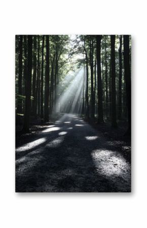 Sunbeams Illuminating Forest Path