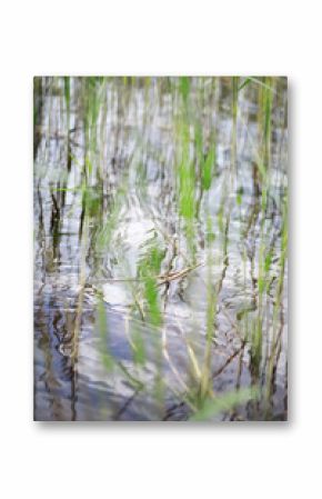 Serene Reflections and Tall Grass Over Water with Ripples in Summer Wetland