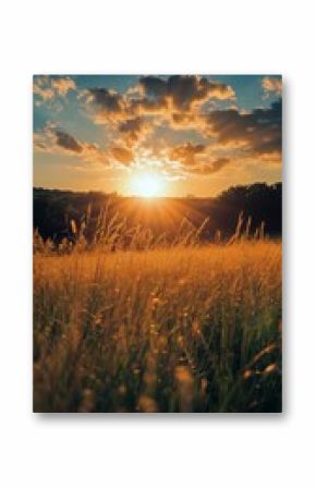 Golden Sunset Over a Grassy Field With Clouds in the Evening Sky