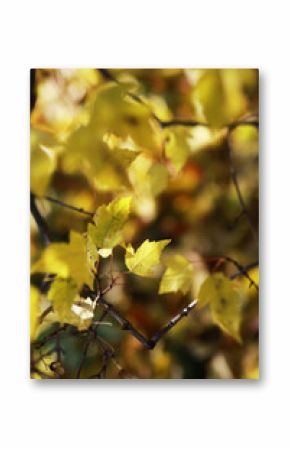 Bright Autumn Leaves in Sunlight