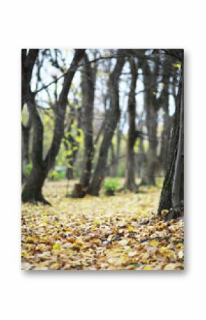 Autumn Forest Trees with Yellow Leaves on Ground and Bare Branches