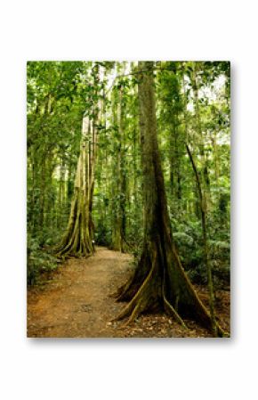 Regewald Pfad im Hinterland  von Sunshine Coast, Australien