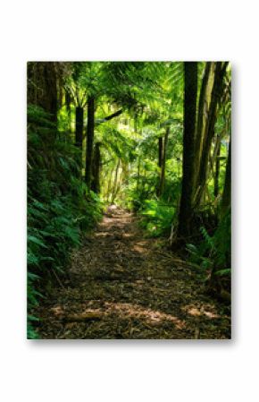 Walking track in dense forest with eucalyptus trees and giant tree ferns in the vicinity of Walhalla, Gippsland, Victoria, Australia 