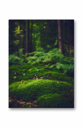 Mossy forest ground. High quality photo
